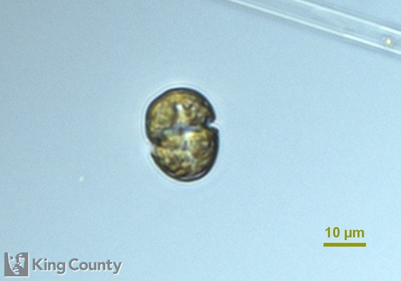Photo of Karlodinium